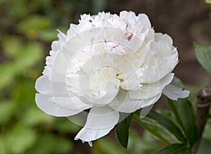 White peony. Variety Festiva Maxima. photo