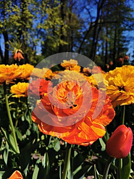 Festival on Elagin Island in St. Petersburg. A flower garden with yellow-orange large terry tulips, similar to Willem van Oranje,