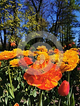 Festival on Elagin Island in St. Petersburg. A flower garden with yellow-orange large terry tulips, similar to Willem van Oranje,