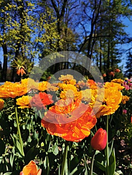 Festival on Elagin Island in St. Petersburg. A flower garden with yellow-orange large terry tulips, similar to Willem van Oranje,