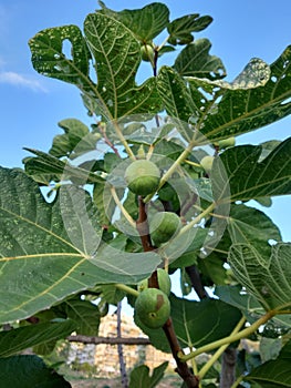 Festival of Figs - August month - South of France