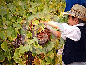 Festival of the grape harvest