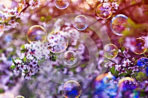 festive background with flying bubbles shimmering in the sun in the spring Sunny garden above the cherry blossom branch