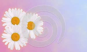 Festive background with daisies on a pink-blue background, copied space. Valentine\'s Day, birthday, Mother\'s Day photo