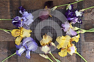 Festive background of iris flowers.