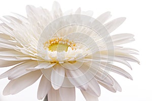 Festive blooming white gerbera daisy flower on a white background