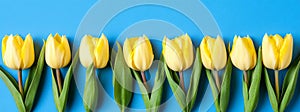 A festive blue banner featuring spring tulips for the spring holidays