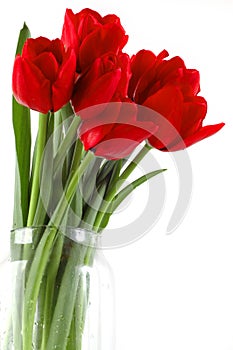 Festive bouquet of red tulips