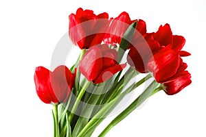 Festive bouquet of red tulips