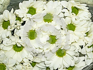 Festive bouquet of white decorative daisy flowers