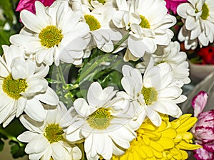 Festive bouquet of white decorative daisy flowers