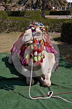 Festive camel