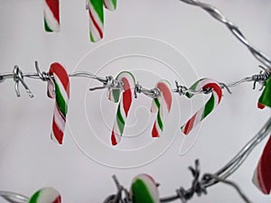 Festive candycanes hanging on barbed wire
