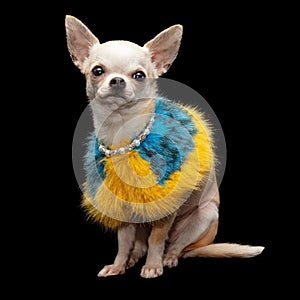 Festive Chihuahua dog wearing fur shall