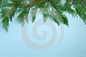 Festive Christmas background with fir twigs