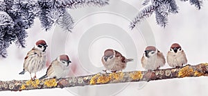 Festive Christmas card with a lot of little funny birds sparrows sitting in the winter Park under the fir branches