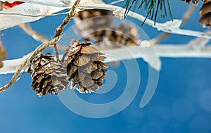 Festive christmas decorations and holiday lights hang on dry tree branches against blue background