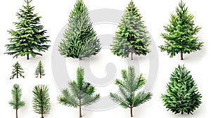 Festive Christmas Tree Set with Isolated Pine and Fir Branches on White Background