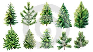 Festive Christmas Tree Set with Isolated Pine and Fir Branches on White Background