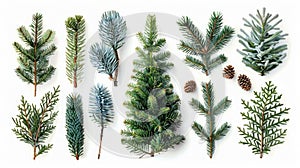 Festive Christmas Tree Set with Isolated Pine and Fir Branches on White Background