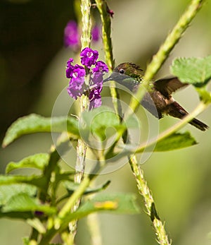 A Festive Coquette on flight