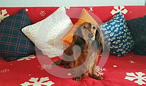 Festive dachsund waiting for santa