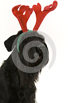 Festive dog with antlers