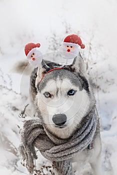 Festive dog breed Siberian husky similar to a wolf in the snow in carnival ears with Santa Claus