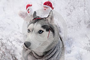 Festive dog breed Siberian husky similar to a wolf in the snow in carnival ears with Santa Claus