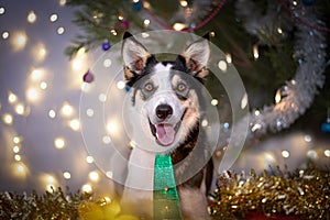 Festive dog under the Christmas tree