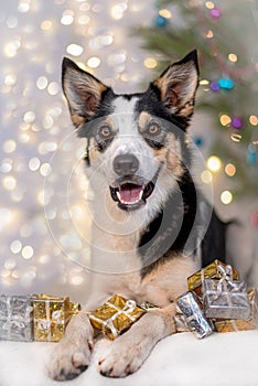 Festive dog under the Christmas tree