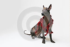 Festive dog Xoloitzcuintli in party red xmas tinsel on gray background