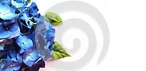 Festive floral arrangement in blue tones. Delicate blue hydrangea flowers on a light background.