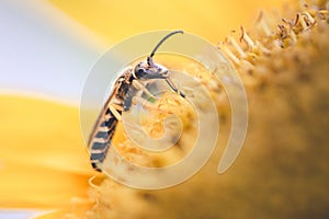 Festive Floral Banquete: Wild Bee Sucking Nectar from a Sunflower - Magic Moment of Nutrition and Beauty photo