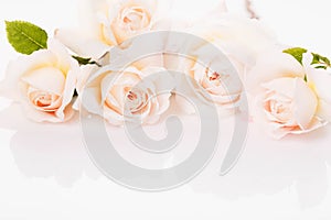 Festive flower light coral rose composition on white background. Overhead view, flat lay, bouquet