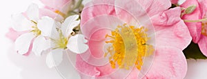 Festive flower wild pink rose composition on the white background. Overhead top view, flat lay. Copy space.