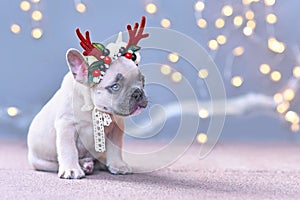 Festive French Bulldog dog puppy wearing a seasonal Christmas reindeer antler headband with autumn berries