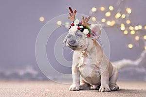 Festive French Bulldog dog puppy wearing a seasonal Christmas reindeer antler headband with autumn berries sitting in front of gra