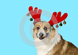 Festive funny portrait of a corgi dog in deer antlers on a blue isolated  background