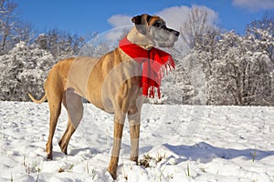 Festive great Dane in the snow