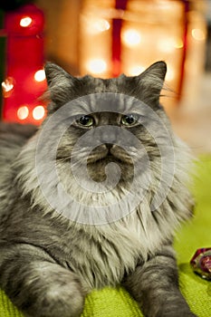 Festive grey cat