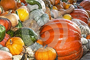 Festive holiday gourds and pumpkins in all shapes and colors for Thanksgiving