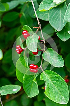 Festive Holiday Honeysuckle Branch with Red Berries Lonicera xylosteum