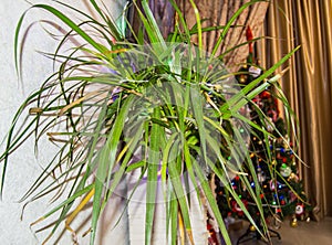 Festive interior of the room with a dracaena flower and a Christmas tree in the background