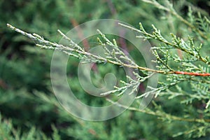 Festive Juniper Macro: Evergreen Needles, Christmas and New Year Decor, with Ample Copy Space