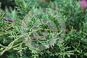 Festive Juniper Macro: Evergreen Needles, Christmas and New Year Decor, with Ample Copy Space