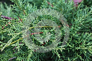 Festive Juniper Macro: Evergreen Needles, Christmas and New Year Decor, with Ample Copy Space