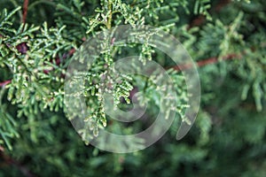 Festive Juniper Macro: Evergreen Needles, Christmas and New Year Decor, with Ample Copy Space