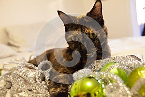 Festive kitty cat with ornaments