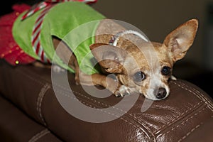 Festive Longing: Charming Chihuahua in Christmas Dress